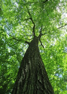 Lynda's Oak