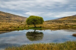 "Blessed are those who trust in the LORD...They shall be like a tree planted by water, sending out its roots by the stream.  It shall not fear when heat comes...in the year of drought it is not anxious, and it does not cease to bear fruit." Jeremiah 17 